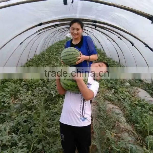 UV Protect Anti Fog Transparent Co Extruded PE Cover Film PE Mulch Film for Watermelon Greenhouse photo-3