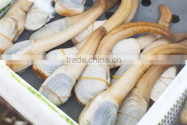 Geoduck Clams photo-6