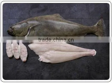 Halibut