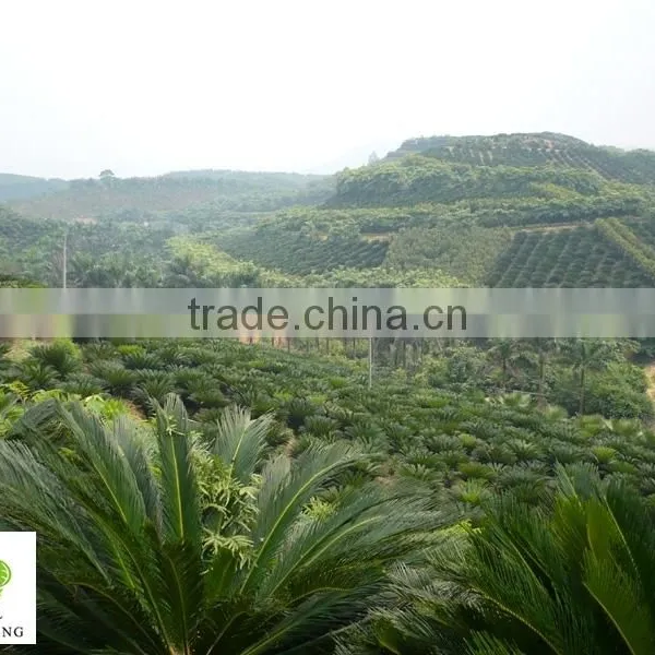Cycas Revoluta Multi Branches photo-3