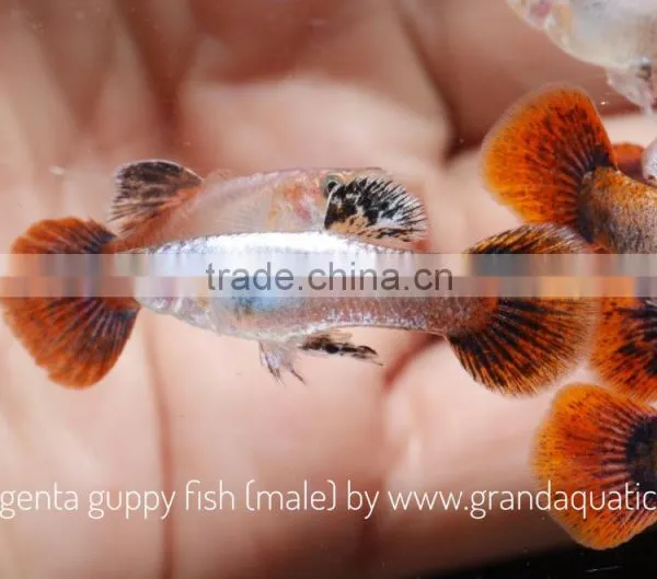 Magenta Guppy for Freshwater Aquarium Fish Export Company From Thailand