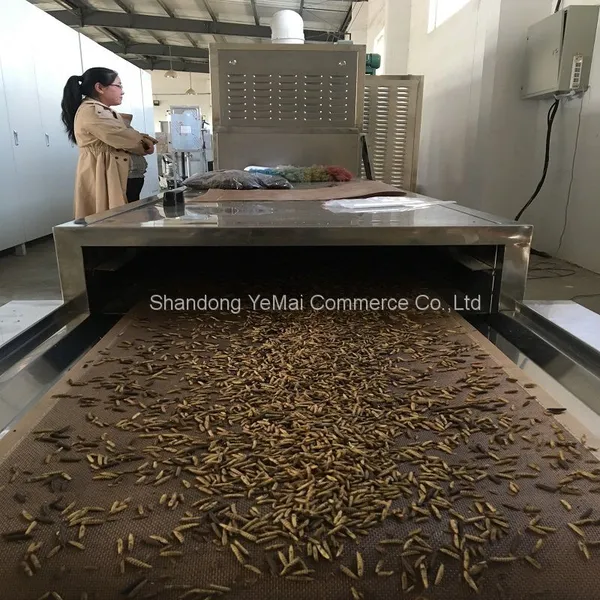 Continuous Yellow Mealworm Drying Equipment photo-3