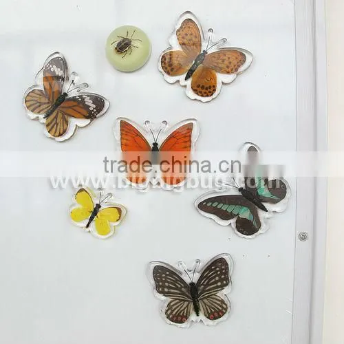 Crystal Real Butterfly Fridge Magnet, Hot Sale 2013 photo-2