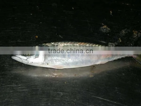 400-600 Mackerel Ice Fish Whole Round Fish From China