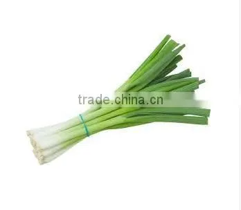 Spring Onion photo-6