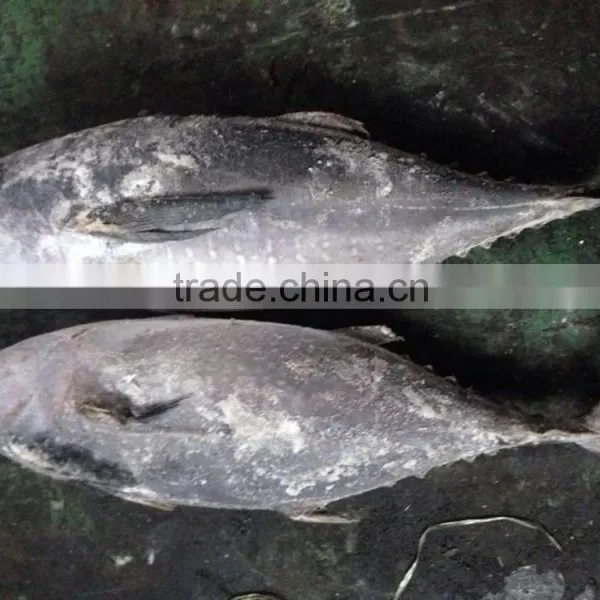 2016 Newly Coming Fish 750g+ Frozen Whole Round Tuna photo-2