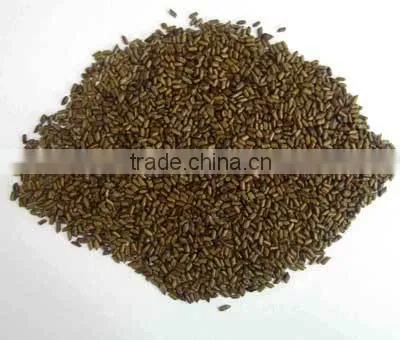 SHIVLINGI SEED/ SHIVLINGI BEEJ photo-3