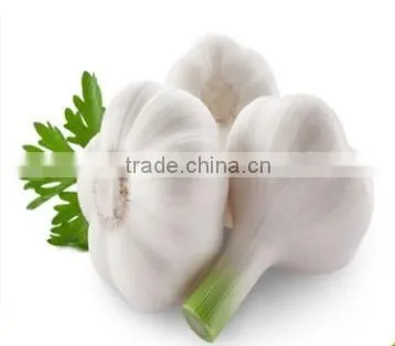 Cheap Wholesale Natural White Fresh Garlic With Mesh Bag photo-3