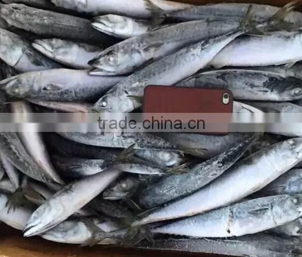 Seafood WR Frozen Mackerel Fish photo-2