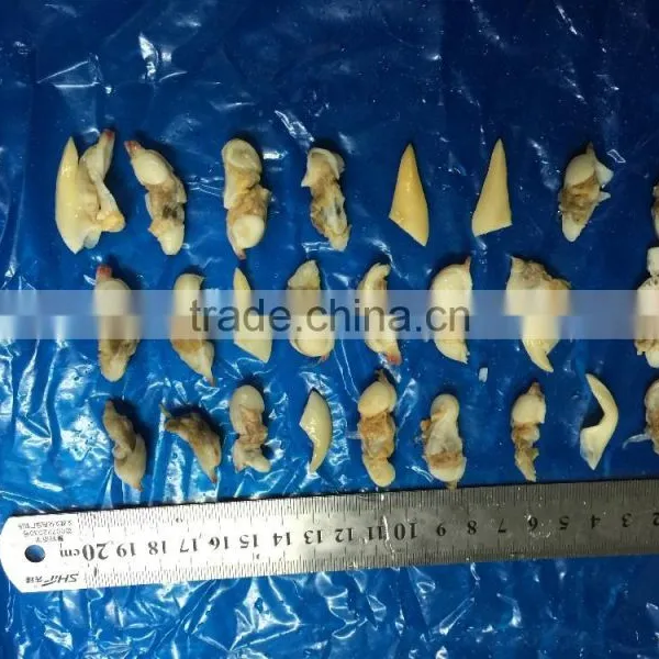 BQF Suff Clam Meat for USA Market photo-4