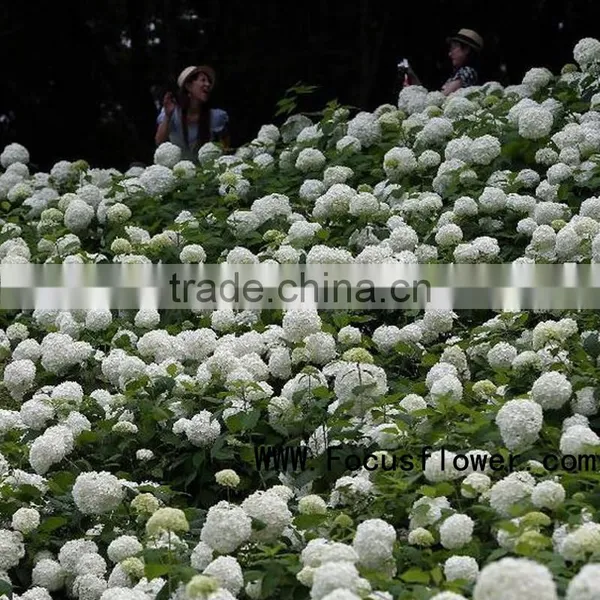 Quality Anthurium Flowers Hobby Lobby Wholesale Flowers Fresh Cut Flower Buyer Factory Prize Supply photo-6