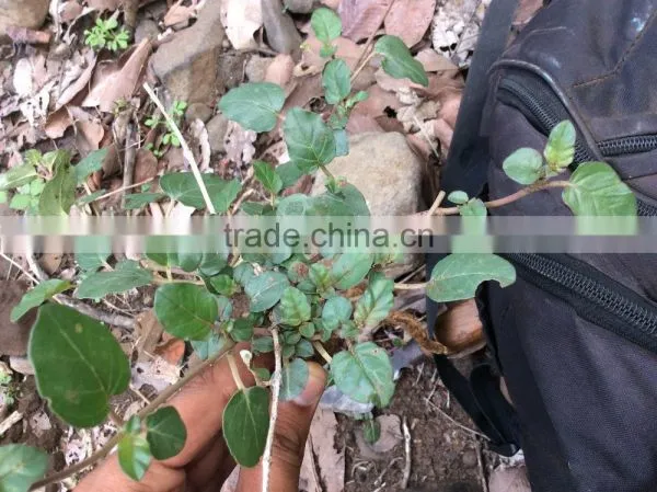 Xian Mao (Curculigo Rhizome) photo-6