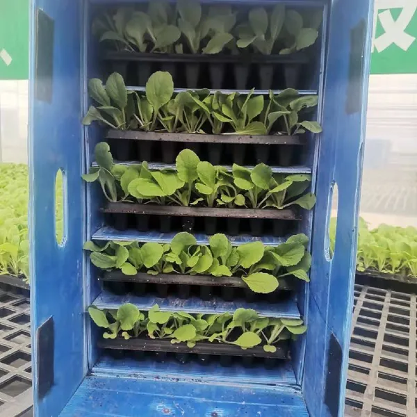 Customizable PP Corrugated Seedling Storage Boxes – Durable Nursery Solutions photo-3