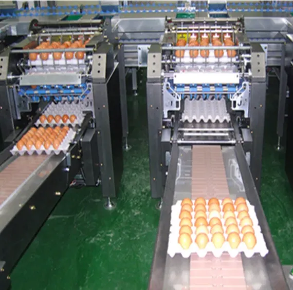 Poultry Egg Automatic Packaging Machine Processing Line
