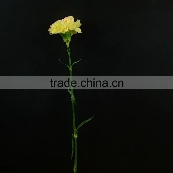 Quality Top Sell Cheap Flower Carnation Flower photo-6