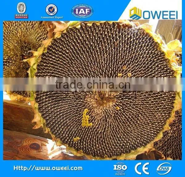 Seed Sheller photo-5