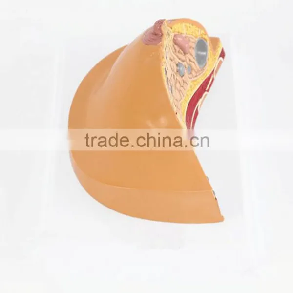 Medical Breast Disease Model Breast Anatomical Model Medical Training Model Breast Feeding Model photo-2