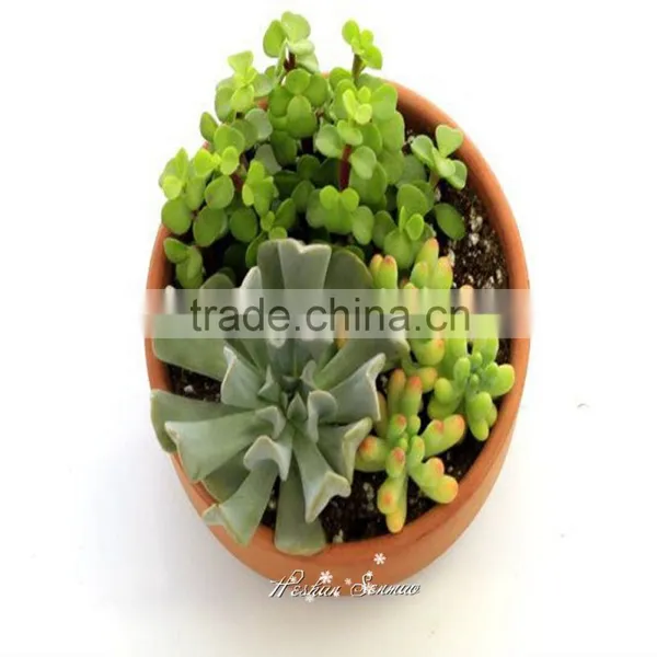 Natural Look Good Quality Artificial Succulent Bonsai Fake Succulent Plant Wholesale photo-2