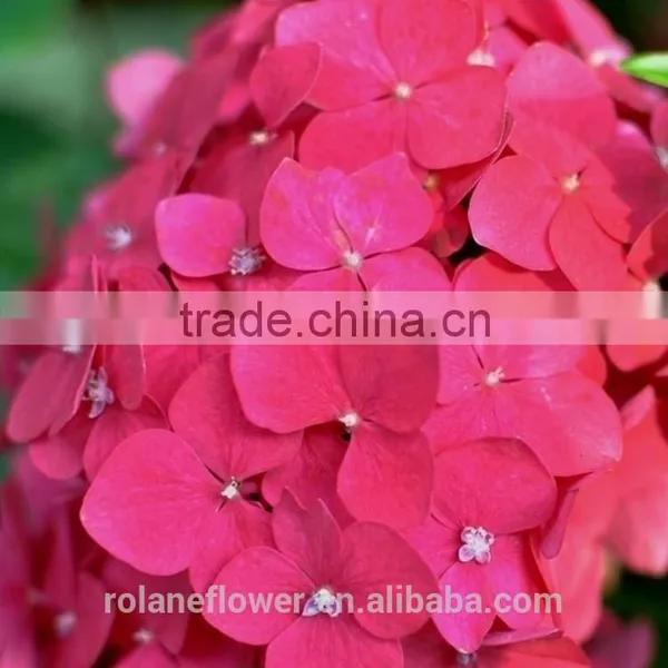 Farm Fresh Cut Hydrangea Flower From China photo-6