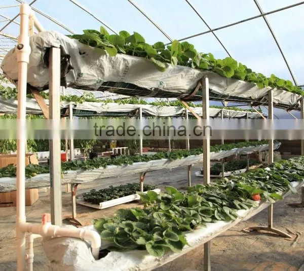 Venlo Garden Greenhouse for Mushroom photo-2