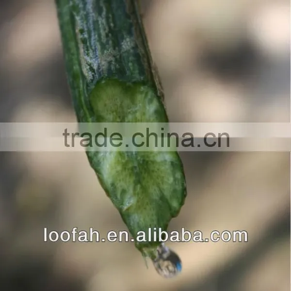 High-quality Pure Natural Loofah Extract