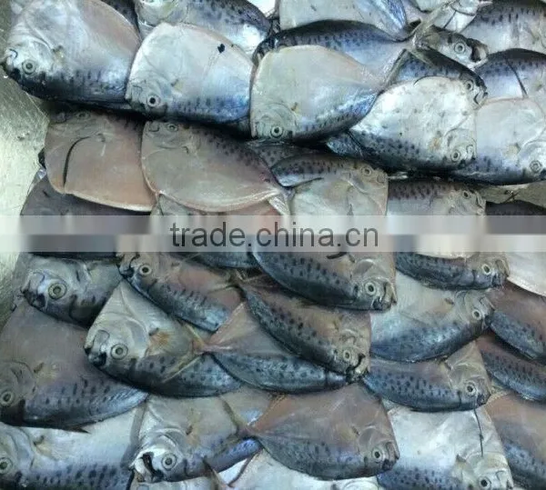 MOON FISH photo-2