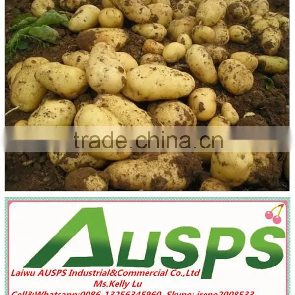 China Fresh Potato With Best Price photo-4