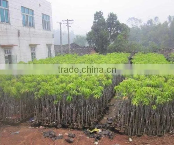 Mango Tree Seedling Mangifera Indica Tree Seedlings photo-5