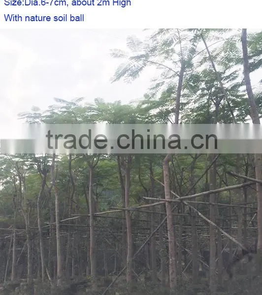 Delonix Regia Grow Bag Trees photo-2