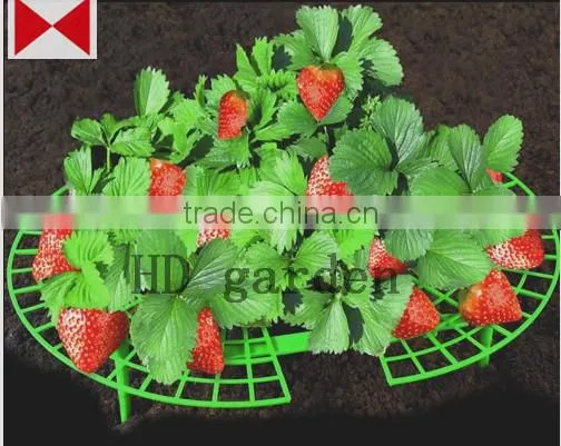 Strawberry Support photo-5