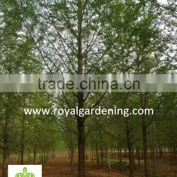 Ginkgo Biloba ( Deciduous Tree) for Cold Climate Landscaping Wholesale Export photo-3