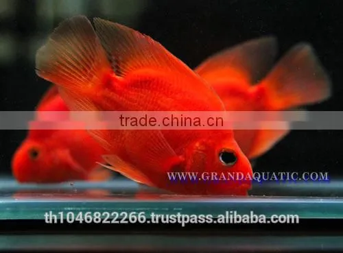 Red Parrot Cichlid Fish Farm For Sale and Export photo-2