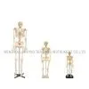 Human Skeleton Model