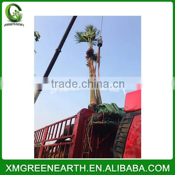 Livistona Chinensis Palms High Trunk (3) photo-2