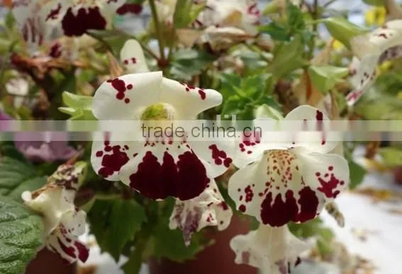 Golden Monkeyflower ,Mimulus , Flower Seeds , Herb Seed,vegetalbe Seed,fruit Seed,grass Seed photo-3