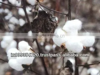 Raw Cotton