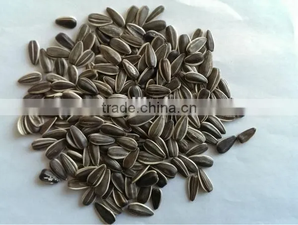 Superior Quality Bulk Sunshine Pumpkin Seeds Supplier