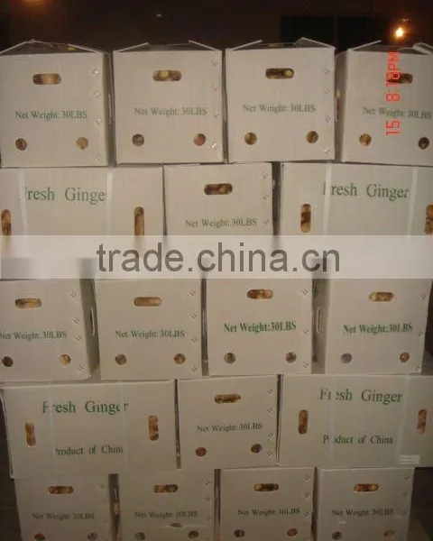Chinese Fresh Ginger 2016 at Wholesale Ginger Price photo-3