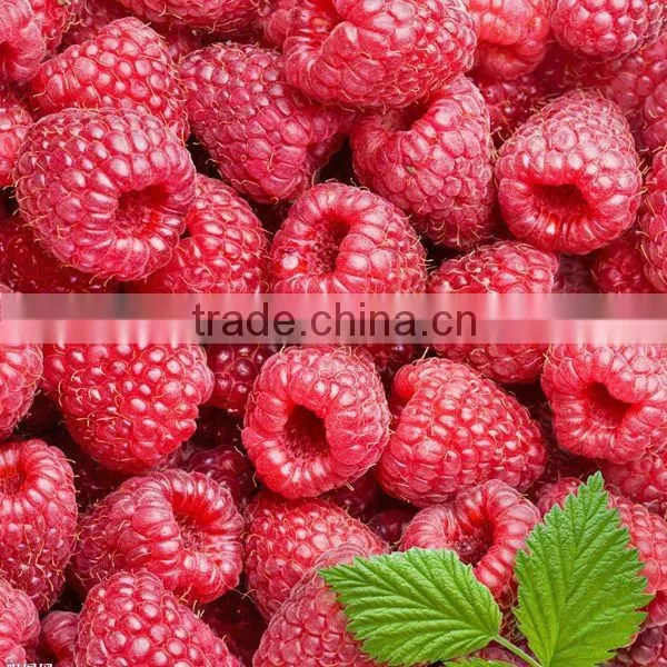 Raspberry Powder Extract 10:1