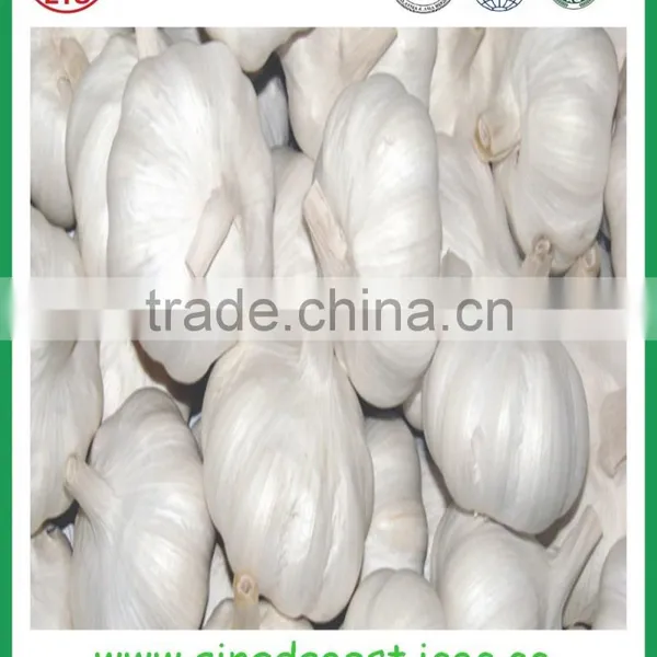 Wholesale Bulk 2016 Crop Fresh Galric photo-5