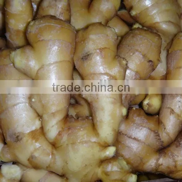 2014 New Air Dry Fresh Ginger photo-4