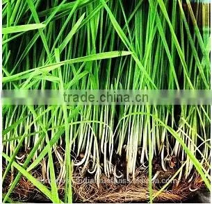Pure Organic Lemon Grass Essential Oil photo-2