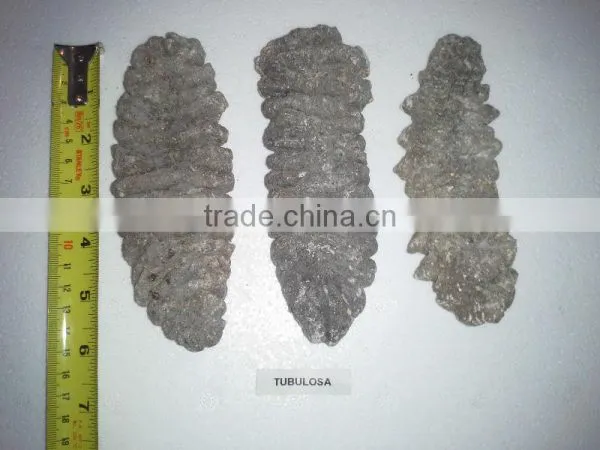 Isostichopus Fuscus photo-5