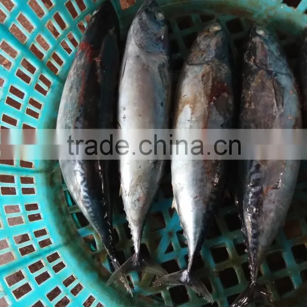 Bonito Tuna photo-4