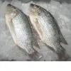 Frozen Whole Round Tilapia