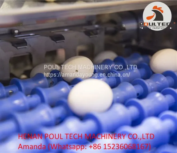 Egg Grading Machine for Sale 3000 - 10000 Eggs/Hour photo-4