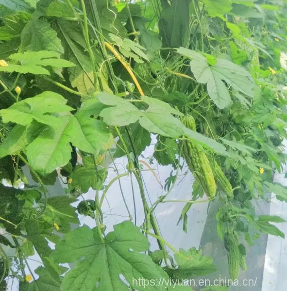 Strong Disease Resistant High Yield Bitter Gourd Seeds for Planting No.75 photo-3