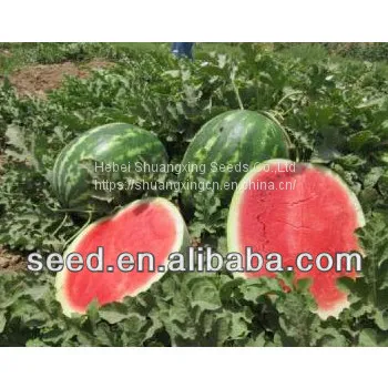 Chinese Crimson Sweet Hybrid Watermelon Seed photo-3