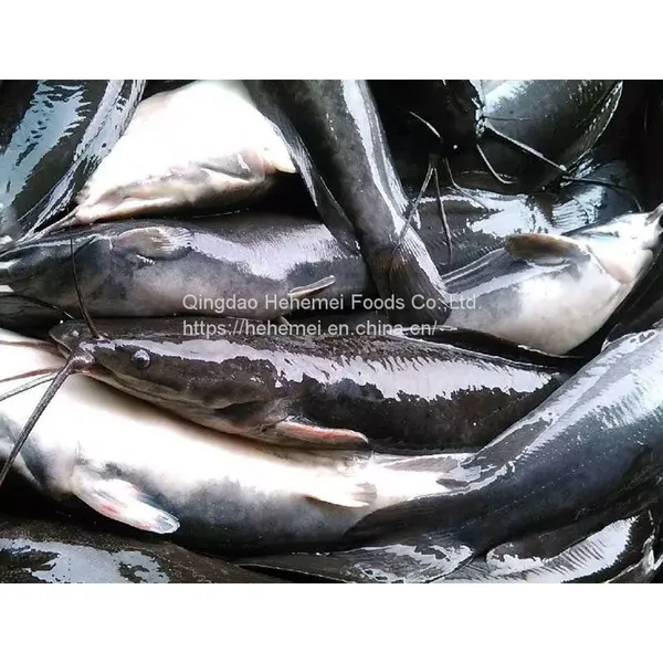 Frozen Fresh Whole Round Catfish Fish photo-4