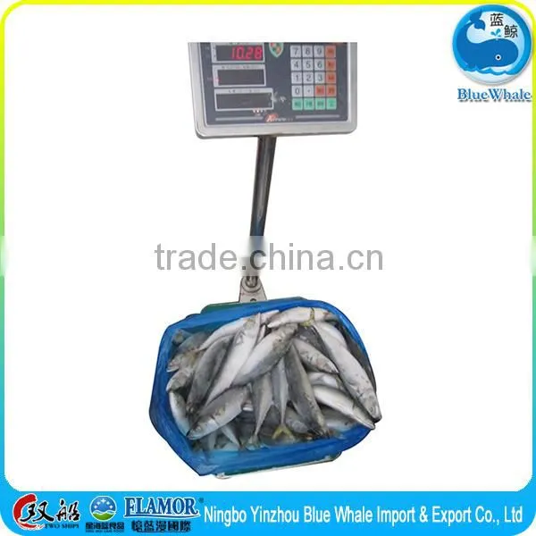Hot Selling Pacific Mackerel Scomber to Africa photo-5